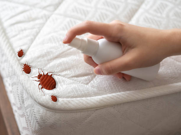Best Flea Control Services  in Wellston, MO