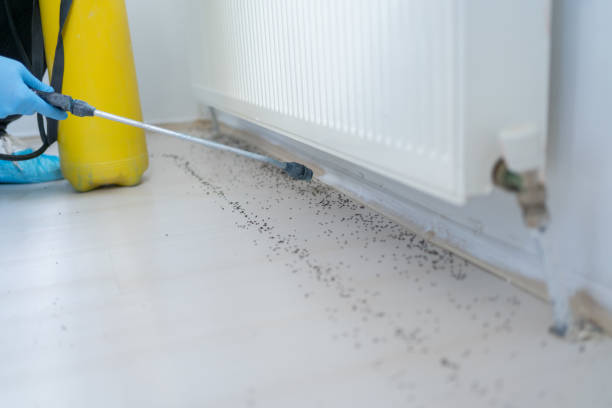 Reliable Wellston, MO Pest Control Solutions